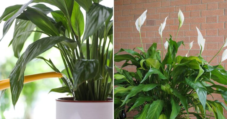 The Right Way to Water Peace Lilies: The Best Method for Thriving Plants