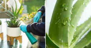 The Right Way to Water an Aloe Vera Plant