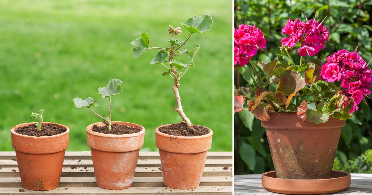 The Ultimate Guide to Growing and Caring for Geraniums