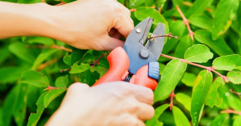 Top 9 Pruning Mistakes and How to Avoid Them