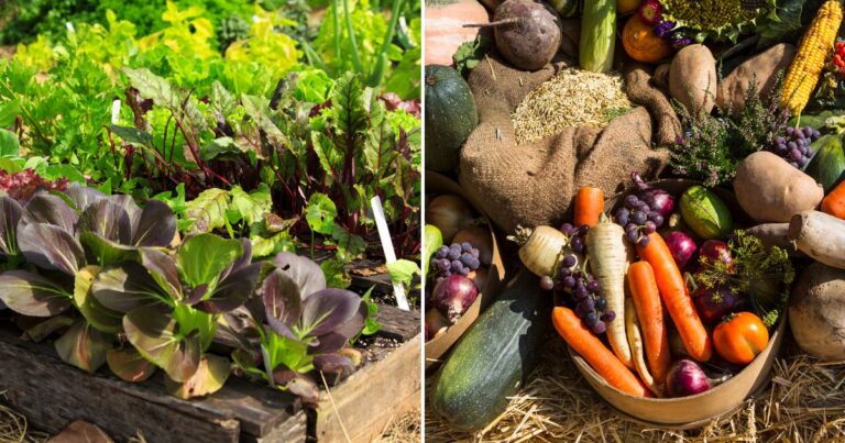Vegetable Harvest Breakthrough: Simple Tricks for Big Results