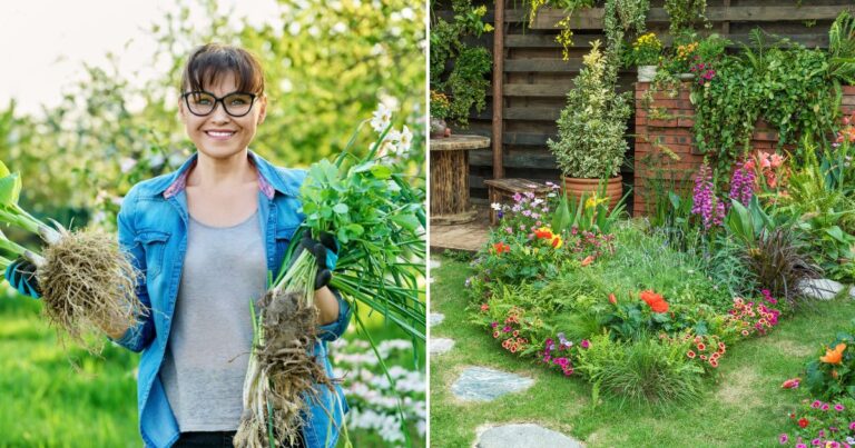 Warm-Weather Gardening: Tips for Dividing and Planting Perennials