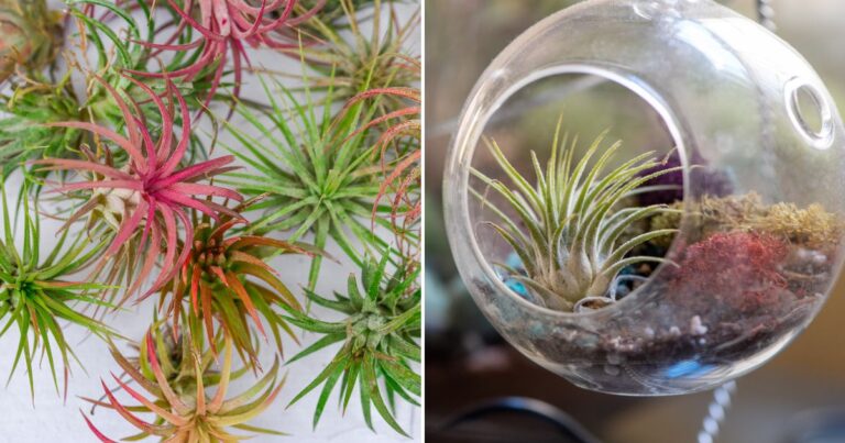 Watering Air Plants: Essential Tips for Success