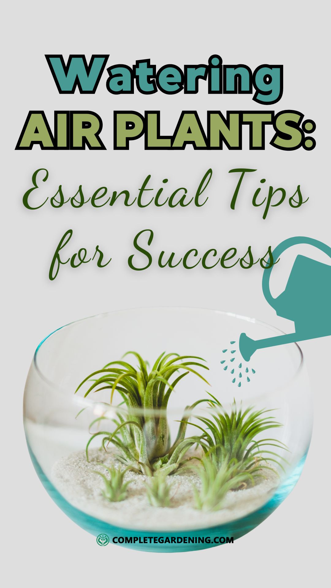 Watering Air Plants: Essential Tips for Success - Complete Gardening