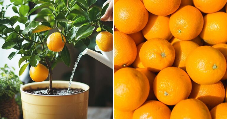 Watering Indoor Citrus: Are You Doing It Right?