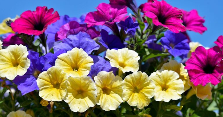 Wave Petunia Care Made Easy: Your Path to Brilliant Blooms