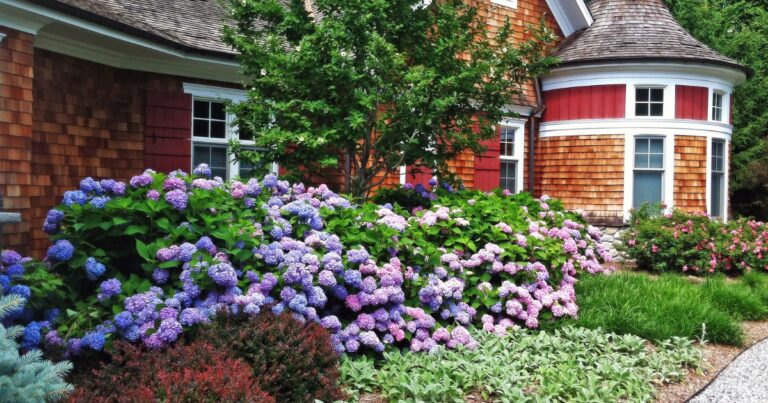 Where to Plant Hydrangeas: The Right Side of Your House Matters