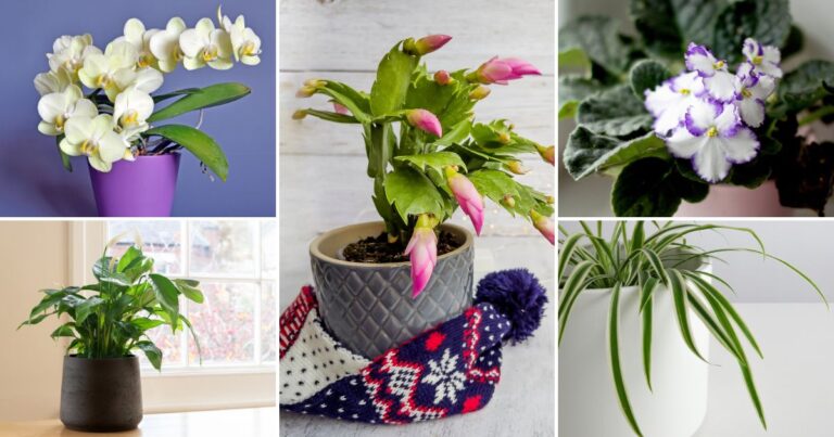 Why These Plants Are the Best Partners for Christmas Cacti