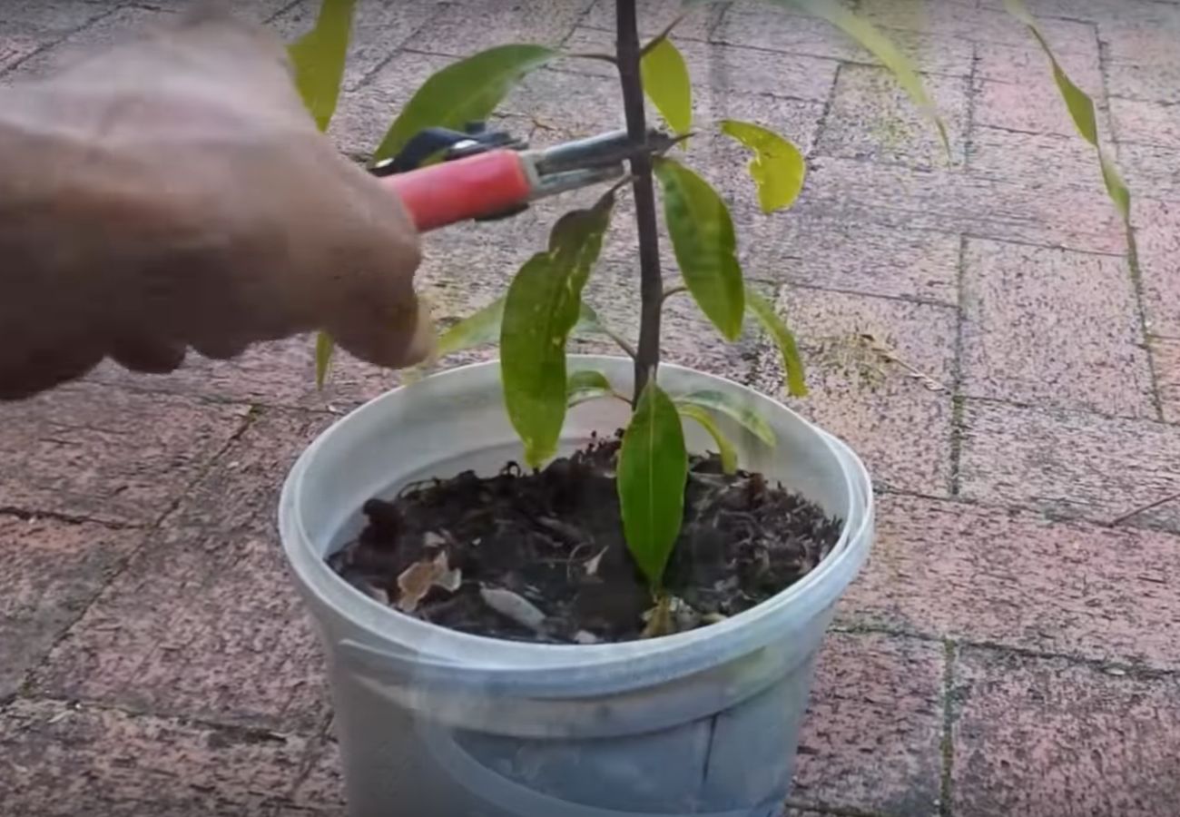 Mango Tree In A Pot: How to Cultivate Tropical Delights Indoors ...