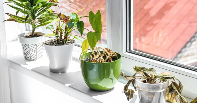 10 Hidden Reasons Your Houseplants Are Failing to Thrive