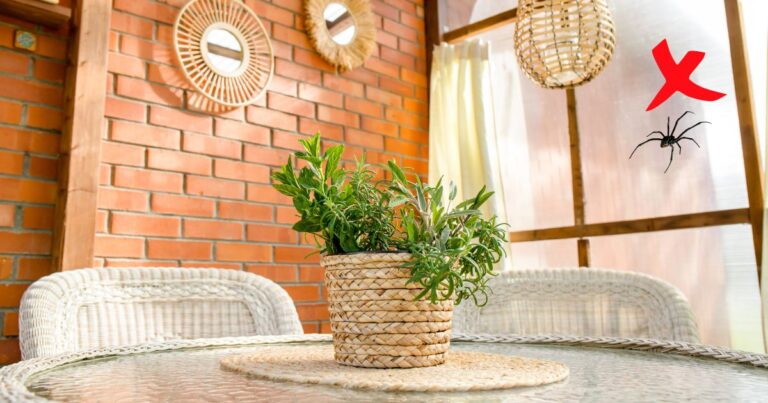 10 Spider-Repelling Plants for a Cleaner, Bug-Free Home
