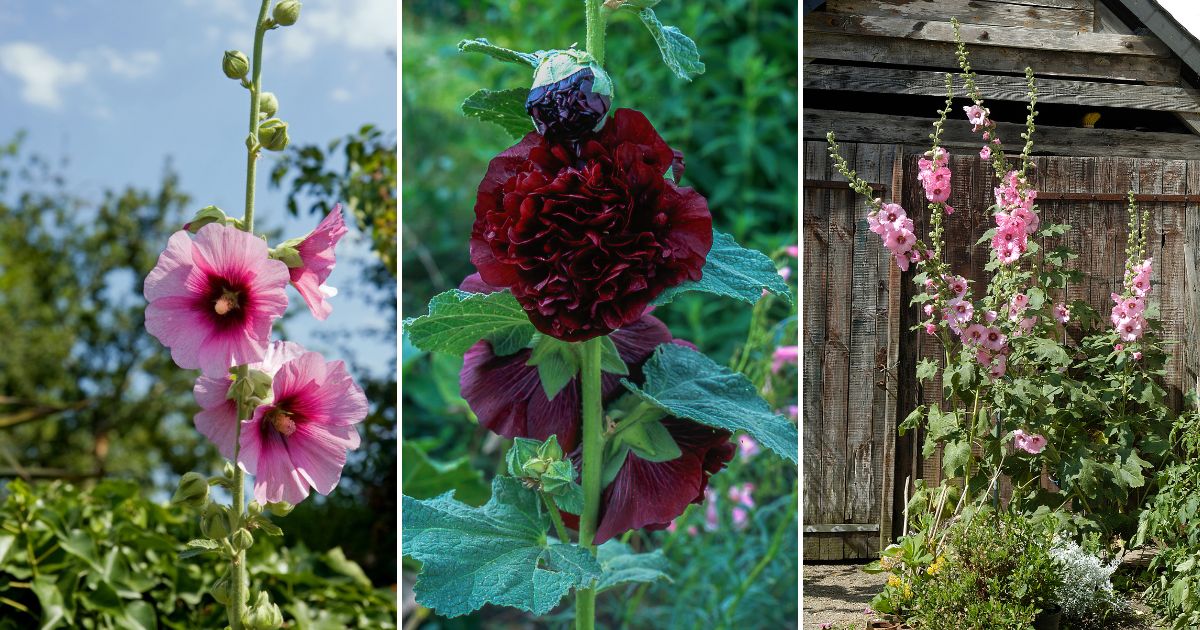 12 Hollyhock Growing Hacks You Didn’t Know You Needed