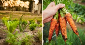 13 Perfect Carrot Companion Plants to Boost Your Harvest