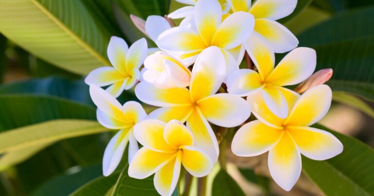 15 Houseplants That Will Fill Your Home with Beautiful Scents