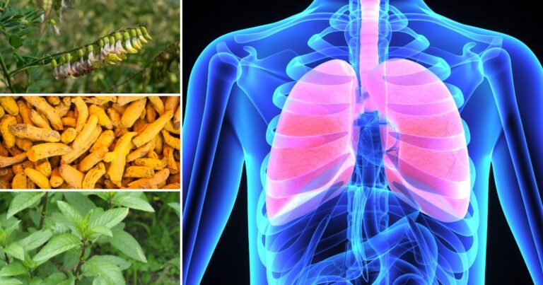15 Plants & Herbs That Support Lung Health Naturally