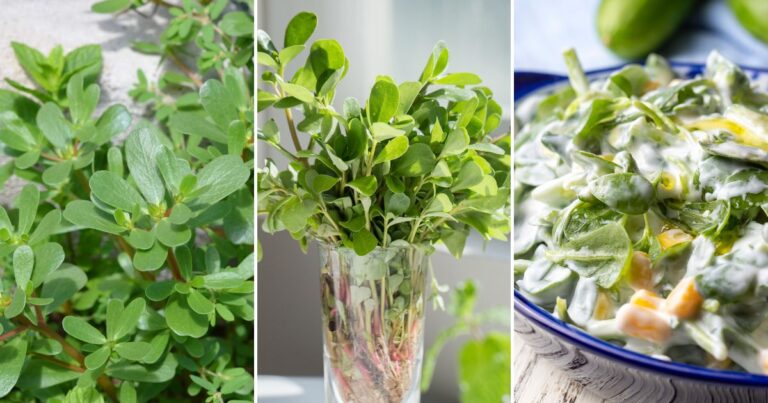 15 Reasons Purslane Deserves a Spot in Your Yard