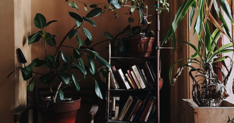 18 Houseplants That Don´t Need Sunlight: Perfect Picks for Dark Spaces
