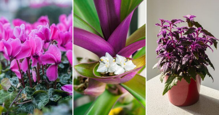 20 Beautiful Purple Indoor Plants That Instantly Enhance Any Room