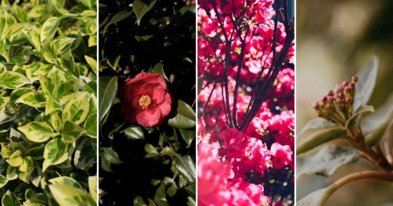 22 Evergreen Shrubs to Keep Your Garden Flourishing All Year Round