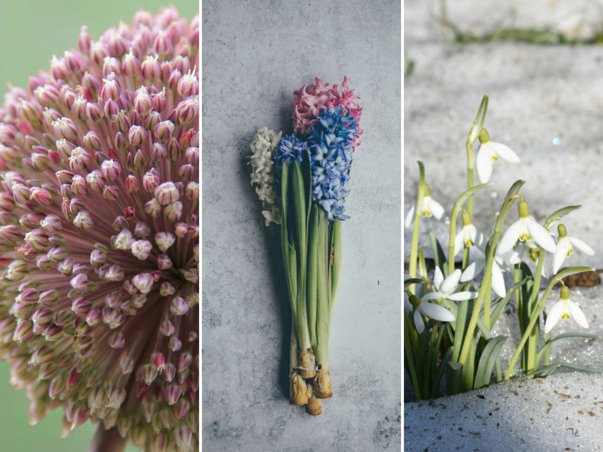 7 FallPlanted Bulbs That Are Way Cooler Than Daffodils or Tulips
