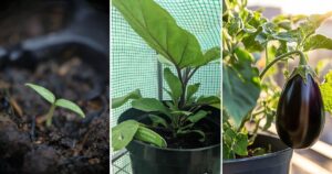 8 Tips for Successfully Growing Eggplant in a Pot or Container