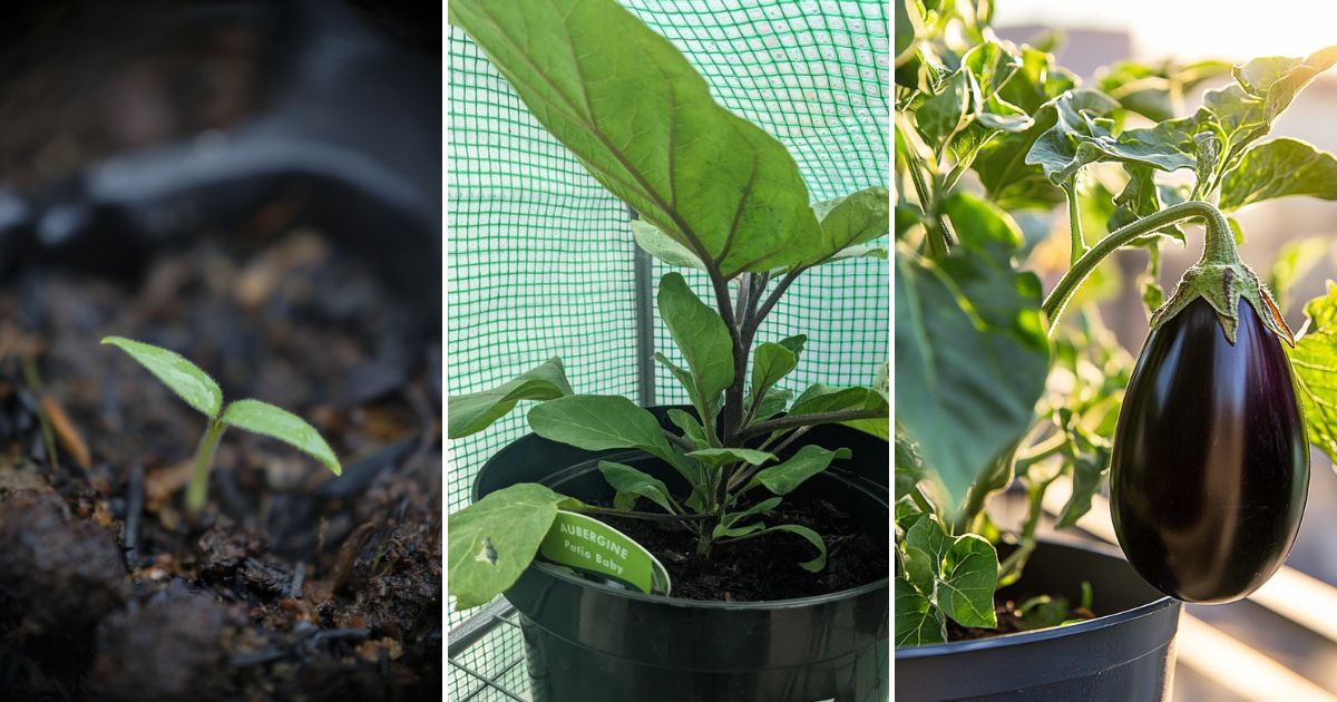 8 Tips for Successfully Growing Eggplant in a Pot or Container