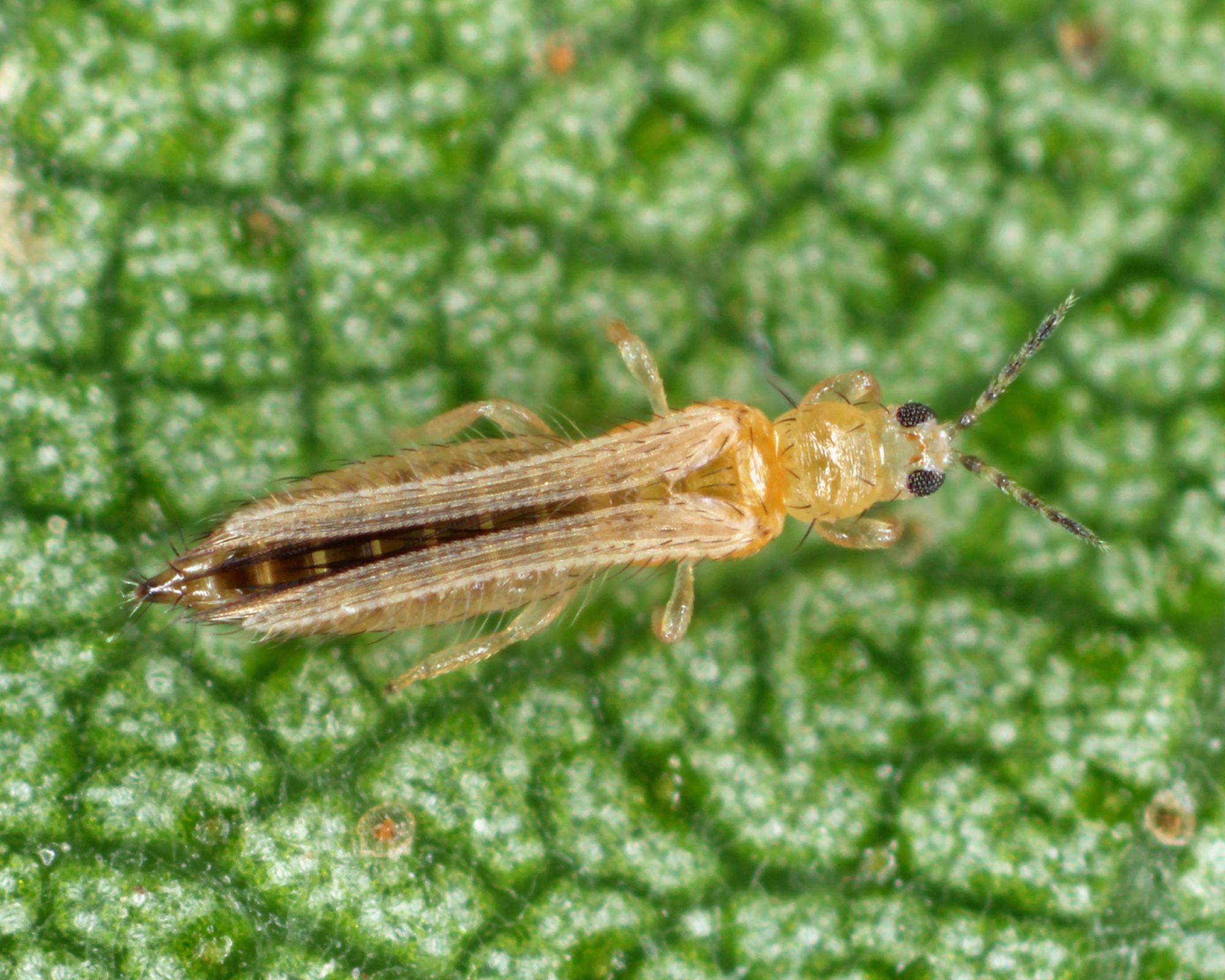Tripsen 10+ Worst Garden Pests: Identification and Remedies - Complete Gardening