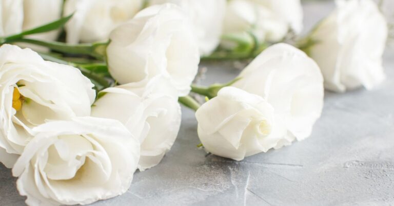 A Symphony in White: 30 Flowers to Elevate Your Garden