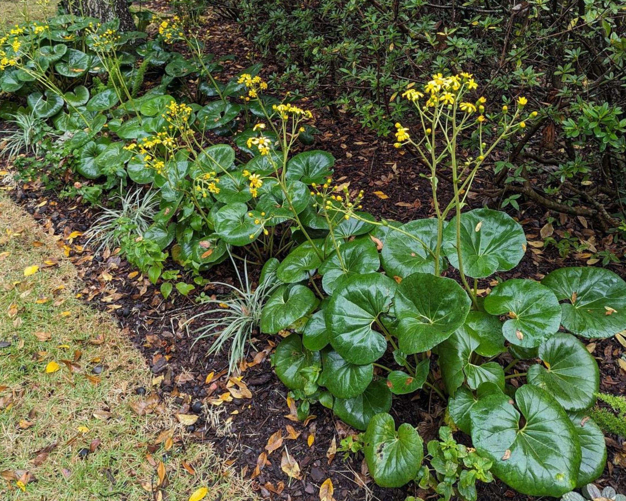 Giant Leopard Plant: The Unexpected Beauty Your Garden Needs - Complete ...