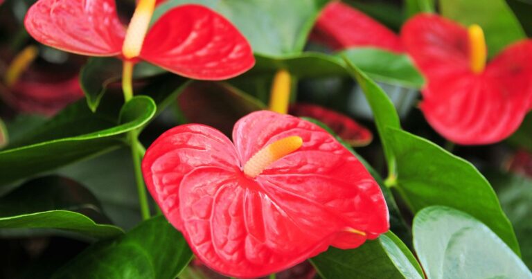 Anthuriums: The Key to 15 Years of Floral Beauty