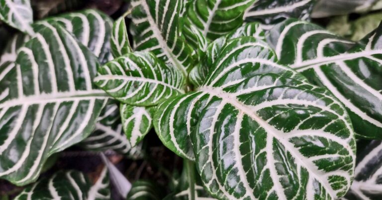 Zebra Plant Care: Tips for Thriving Indoor Growth
