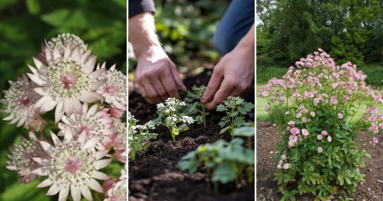 Astrantia Care Secrets: How to Achieve Stunning Blooms