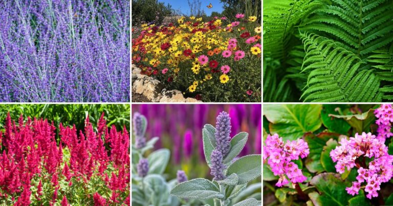 Beginner’s Guide to Perennials: 25 Easy Plants You Can’t Kill