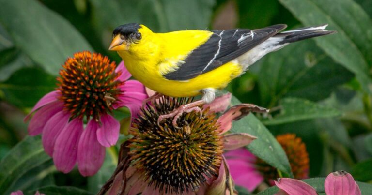 Bird-Friendly Gardening: Top 29 Native Plants to Attract Avian Visitors