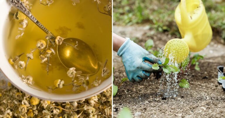 Chamomile Tea for Seedlings: Fight Fungal Diseases Naturally