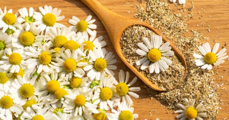 Chamomile’s Hidden Powers: 13 Brilliant Reasons to Start Growing It Today