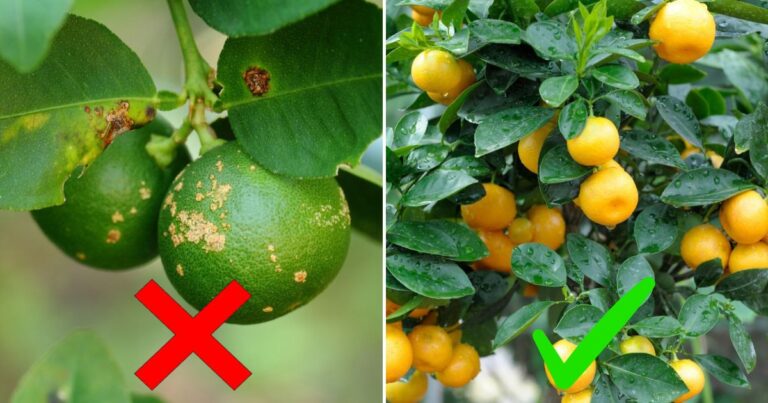 Citrus Plant Diseases: Protecting Your Trees from Common Threats