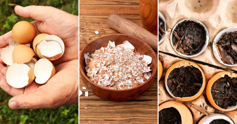 Could Eggshells Transform Your Garden? These 7 Reasons Say Yes!