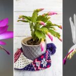 Curious About Christmas Cactus Care? Expert Care Tips