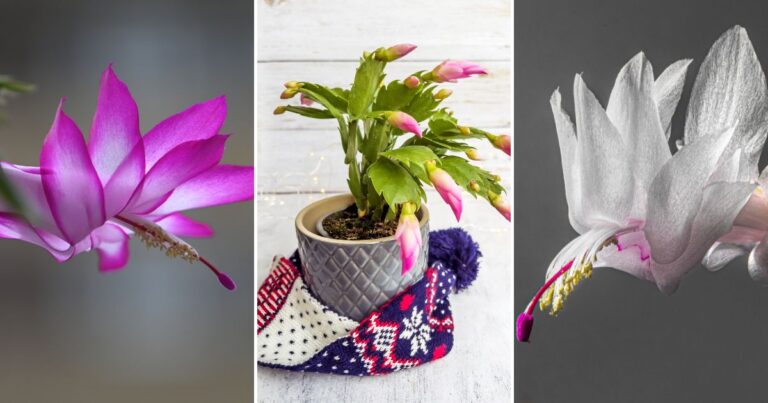 Curious About Christmas Cactus Care? Expert Care Tips