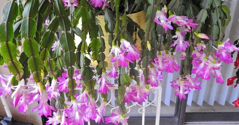Discover the Different Christmas Cactus Varieties: Which One Suits You?