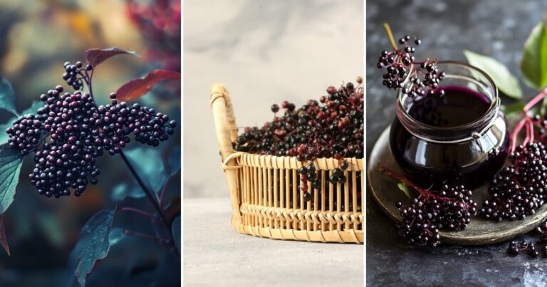 Elderberries: The Simple Plant with Healing Secrets