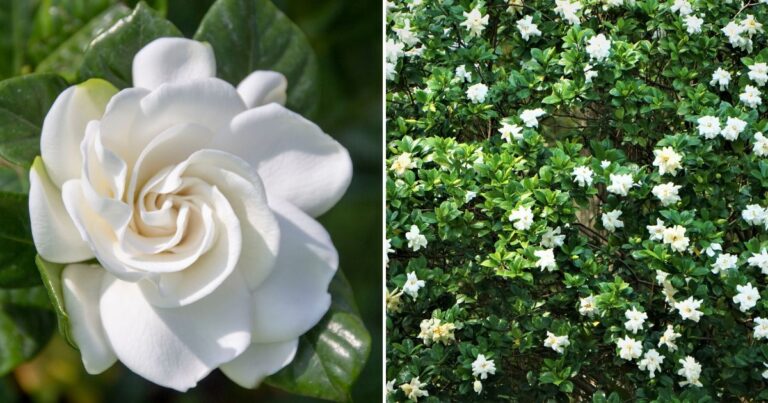 Gardenia Shrub Growing: What Every Gardener Should Know