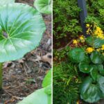 Giant Leopard Plant: The Unexpected Beauty Your Garden Needs