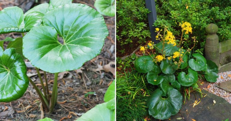 Giant Leopard Plant: The Unexpected Beauty Your Garden Needs
