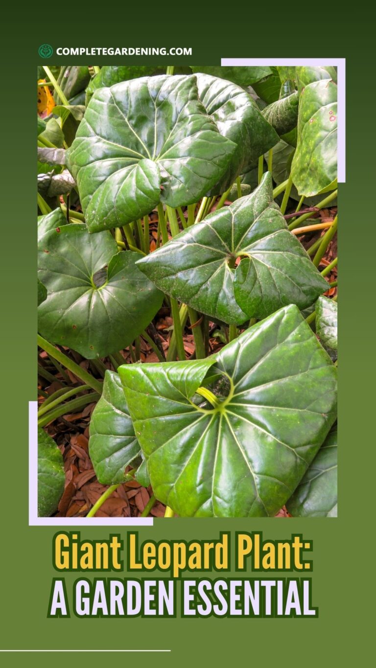 Giant Leopard Plant: The Unexpected Beauty Your Garden Needs - Complete ...