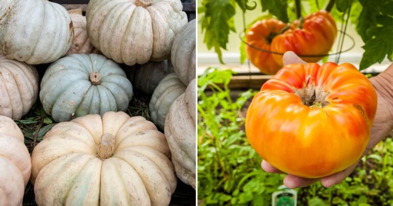 Giant Veggies, Endless Yields: 16 Varieties You Need to Plant