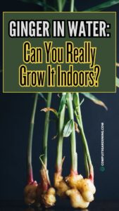 Ginger in Water: Can You Really Grow It Indoors? - Complete Gardening