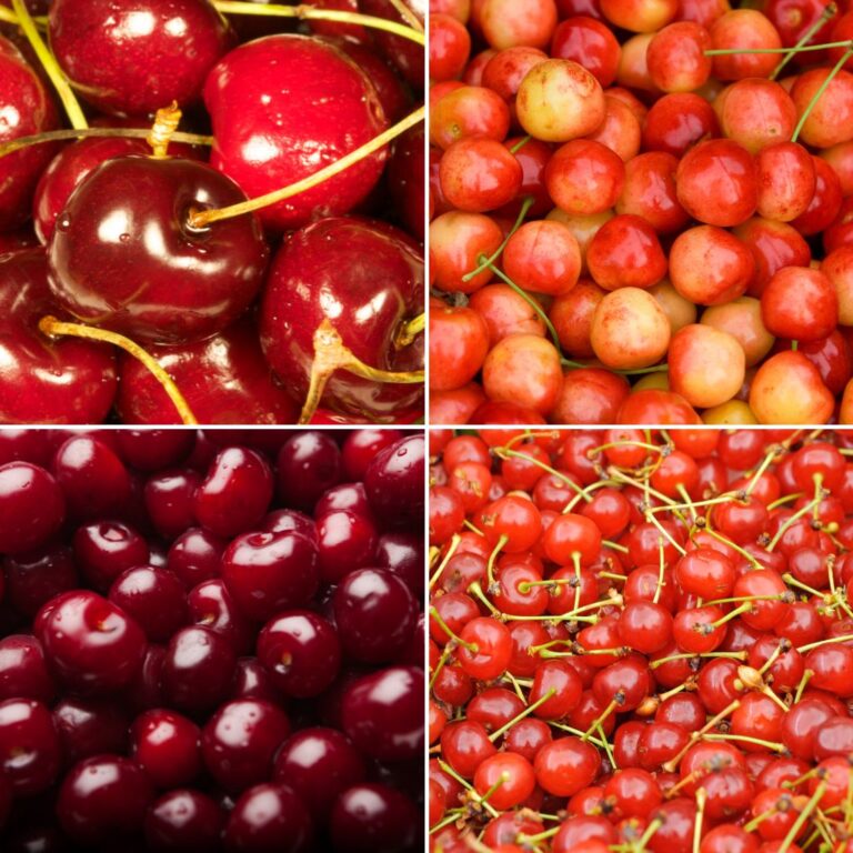 Grow Cherries from Stone: Easy 7-Day Cultivation Guide - Complete Gardening