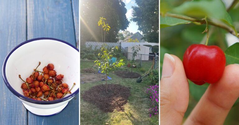 Grow Cherries from Stone: Easy 7-Day Cultivation Guide